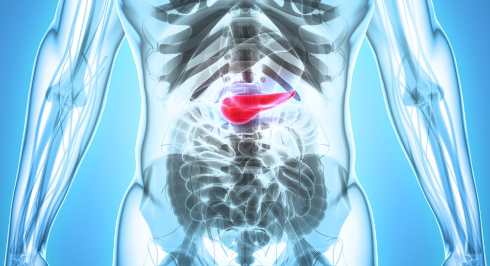 illustration shows a close up of the interior of a human body with the pancreas highlighted