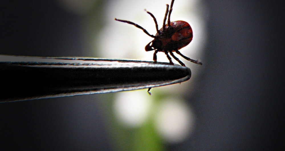 What I Learned About Lyme Disease After Losing My Daughter 