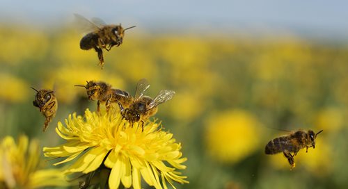 Bees hover around a yellow flower